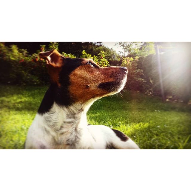 Chillen im Garten #Jack #Russell #Dog