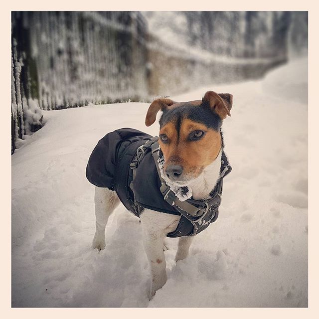 Schnee, Schnee, Schnee und Pepe #Winter #dog