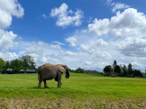 Elefant im Knuthenborg Safaripark
