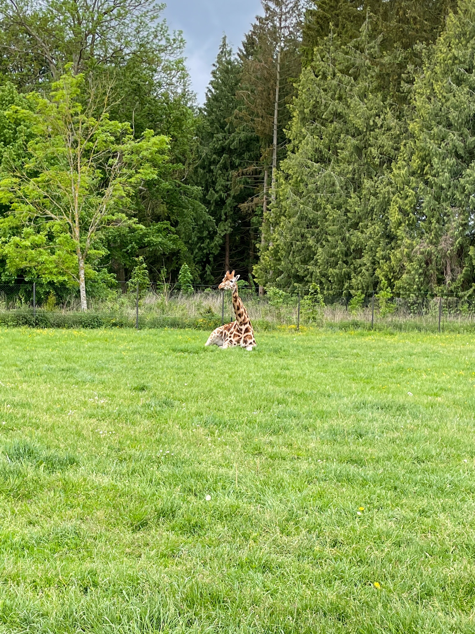 Giraffe im Knuthenborg Safaripark