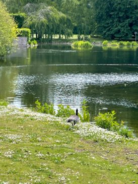 Ente in Pildammsparken